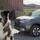 Illustration for article titled Snarky Super Bowl L Car Ad Takes